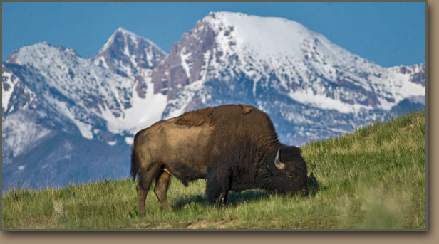 Large bison grazing on the floor of Glacial Lake Missoula at the National Bison Range.