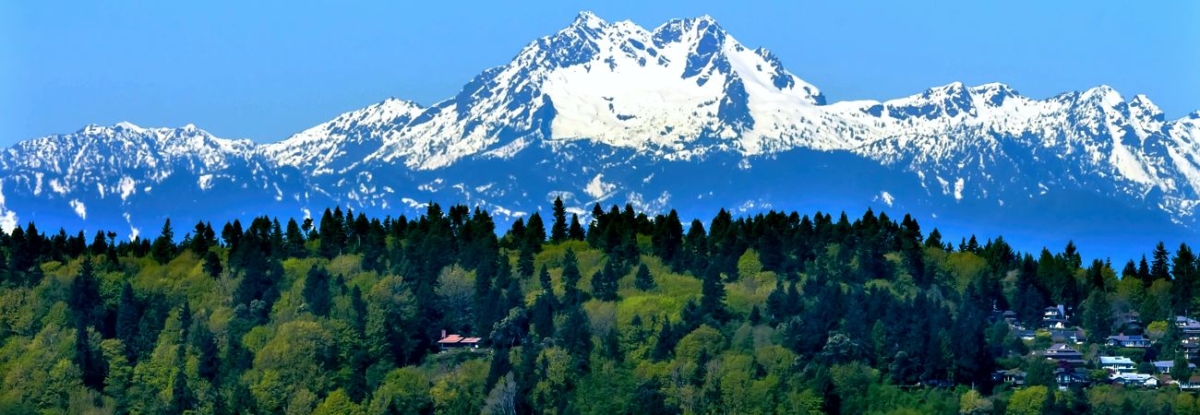 Bainbridge Island Puget Sound Mount Olympus Snow Mountains Olympic National Park Washington State Pacific Northwest Closeup Evergreen