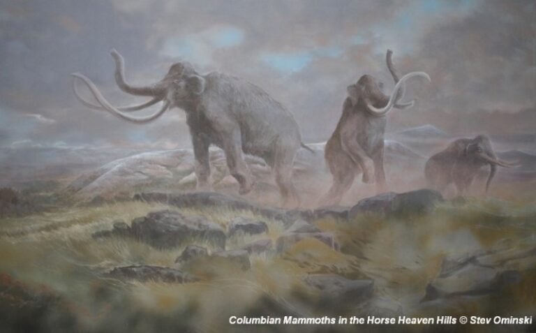 Columbian Mammoths in the Horse Heaven Hills