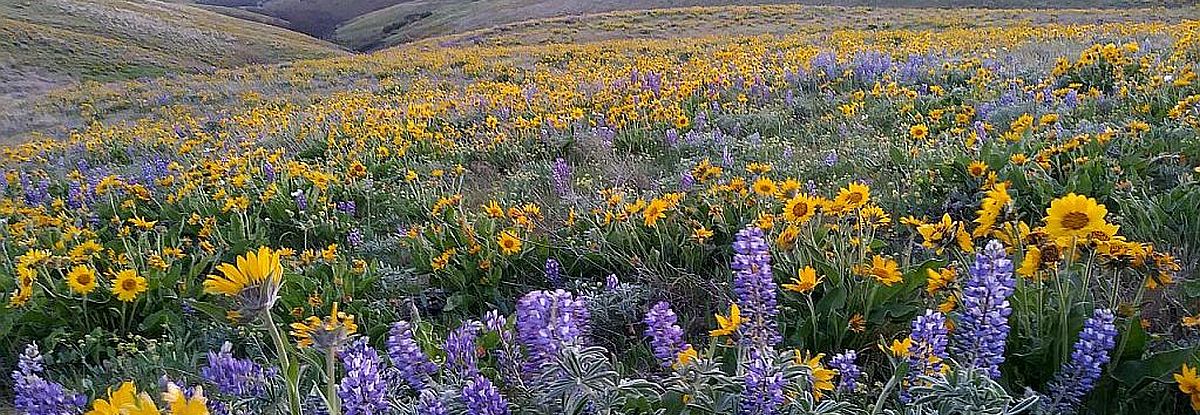 Wildflowers at Columbia Hills State Park