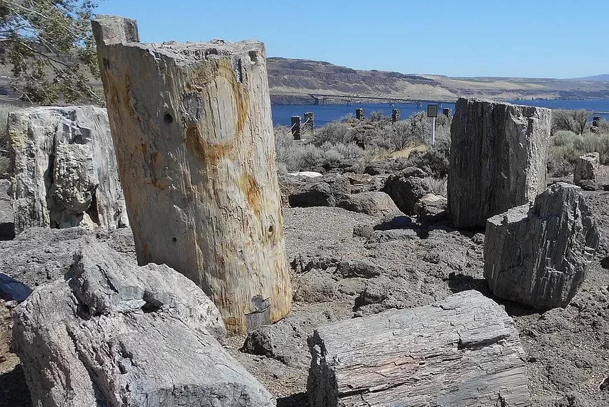 At Ginkgo Petrified Forest Visitor's Center