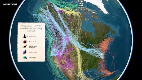 Thousands of animals trace migration routes across the United States. Smithsonian/Esri/Movebank Data Repository, CC BY-NC
